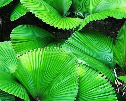 圆叶植物盆栽品种介绍（多样选择，让家居更添生机）