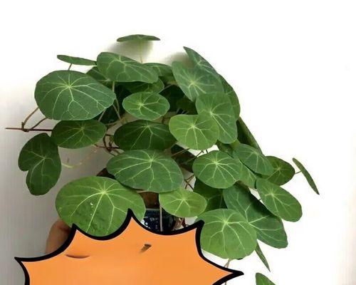 圆叶植物盆栽品种介绍（多样选择，让家居更添生机）