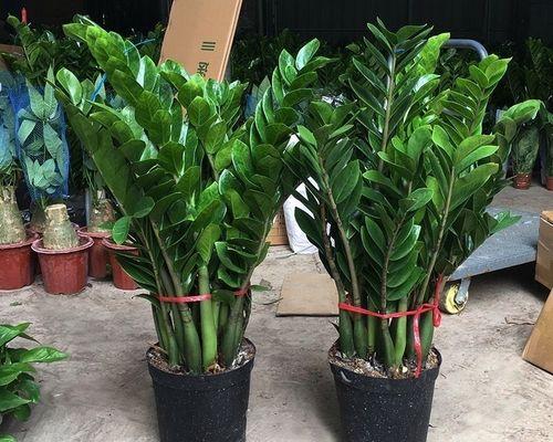 圆叶植物盆栽品种介绍（多样选择，让家居更添生机）