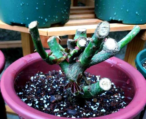 如何正确养护盆栽玫瑰花过冬（——玫瑰花、养护、冬季）