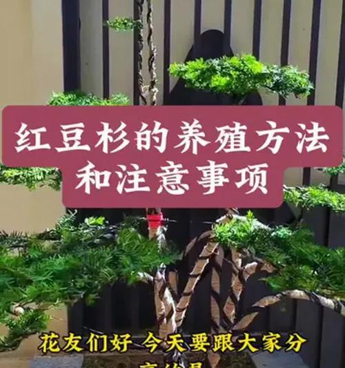 打造别致的室内绿植，红豆杉花的养殖秘籍（打造别致的室内绿植，红豆杉花的养殖秘籍）