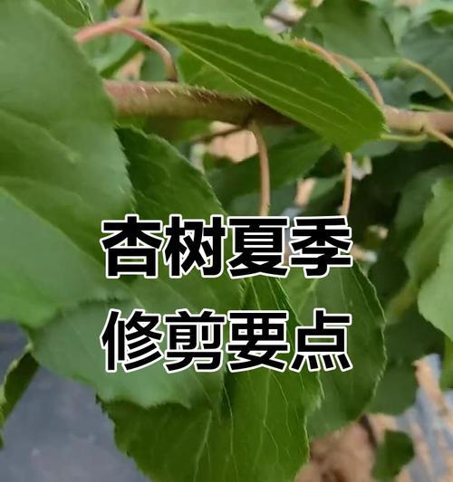 杏树剪枝指南（详细图解剪枝技巧，让杏树更健康茁壮）