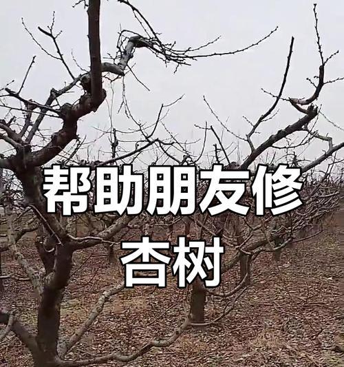 杏树剪枝指南（详细图解剪枝技巧，让杏树更健康茁壮）