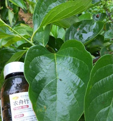 中药治疗有关柿子的症状——打什么药好？（了解中药治疗的秘密，从根源治疗有关柿子的症状）