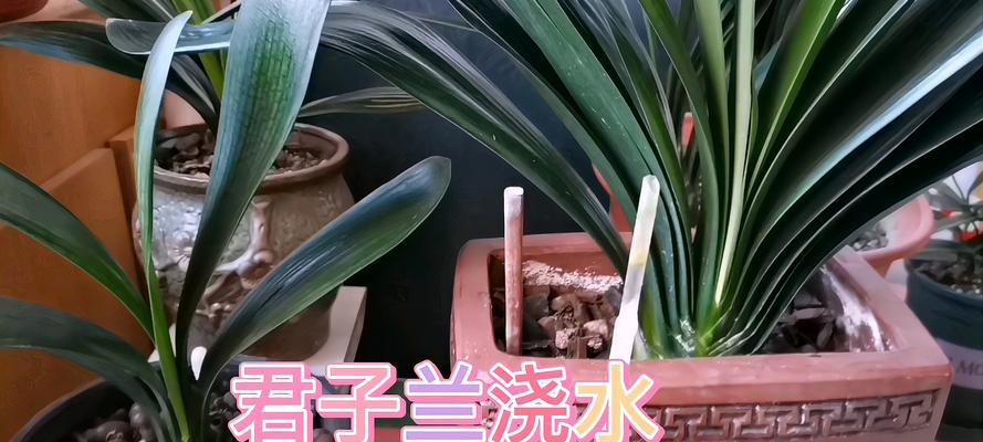 如何浇水才能让君子兰更健康？（探秘君子兰的浇水技巧，让你的植物茁壮成长）