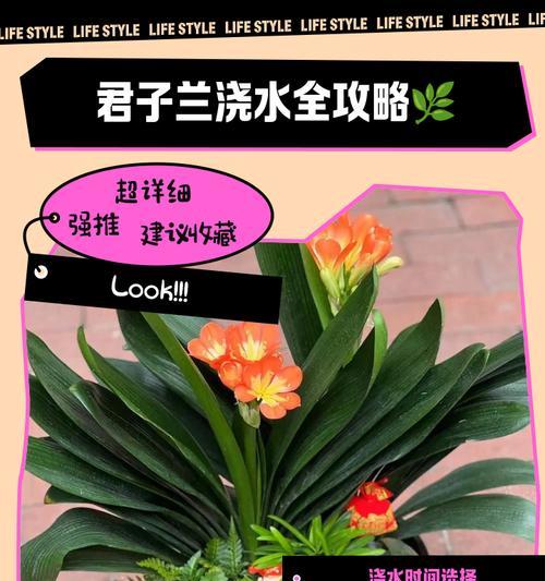 如何浇水才能让君子兰更健康？（探秘君子兰的浇水技巧，让你的植物茁壮成长）