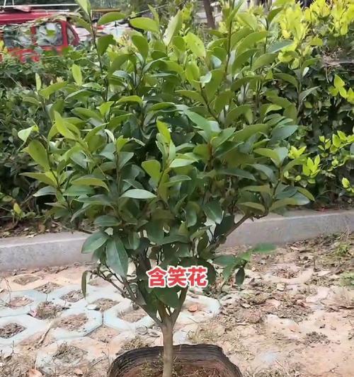 含笑花一年开几次花（探究含笑花的开花周期）