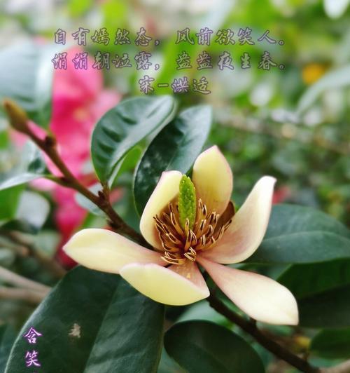 含笑花一年开几次花（探究含笑花的开花周期）