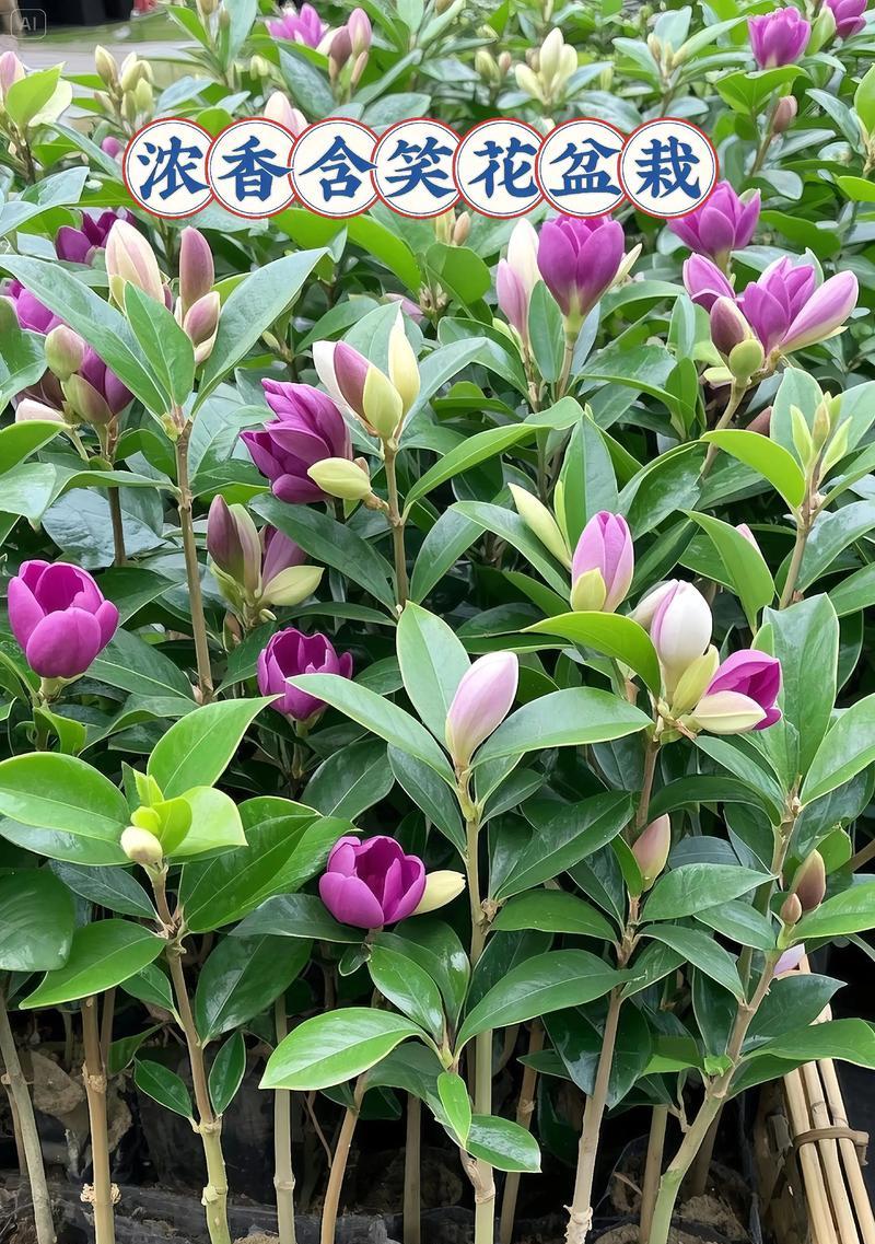 含笑花一年开几次花（探究含笑花的开花周期）