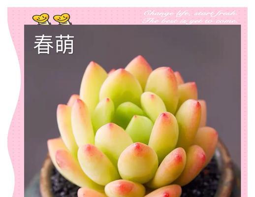 多肉春萌的老桩造型养护（从营养、灯光到剪切，全面掌握老桩造型技巧）