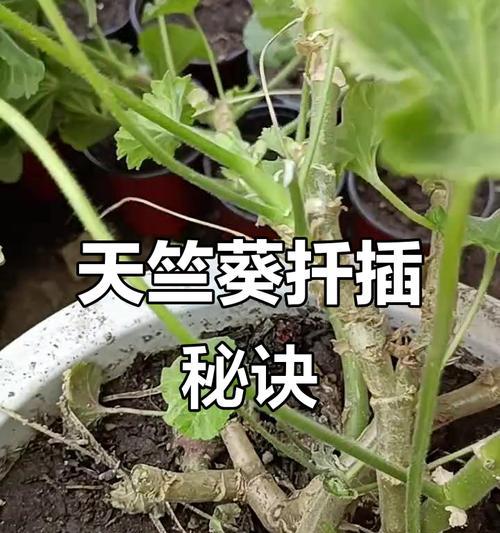 垂吊天竺葵的修剪方法（让你的垂吊天竺葵更加茂盛健康）