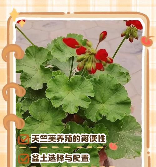 垂吊天竺葵的修剪方法（让你的垂吊天竺葵更加茂盛健康）
