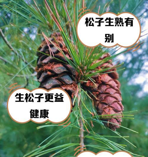 生吃松子的好处——健康之道（提高免疫力，促进健康的生活方式）