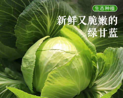种植圆白菜的最佳时间（掌握最佳时间，收获丰盈菜园）