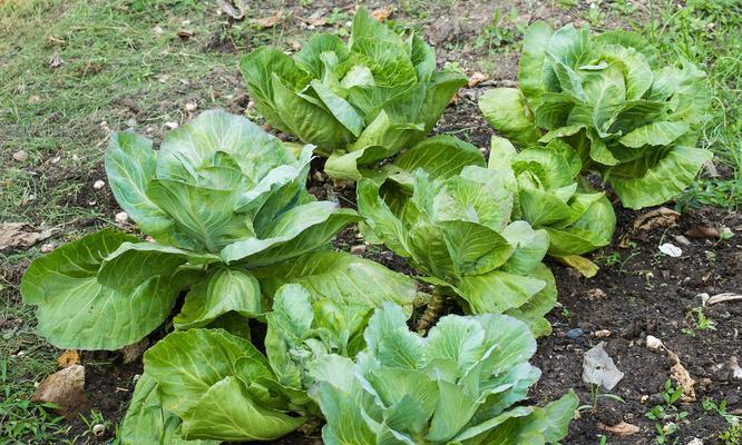 种植圆白菜的最佳时间（掌握最佳时间，收获丰盈菜园）