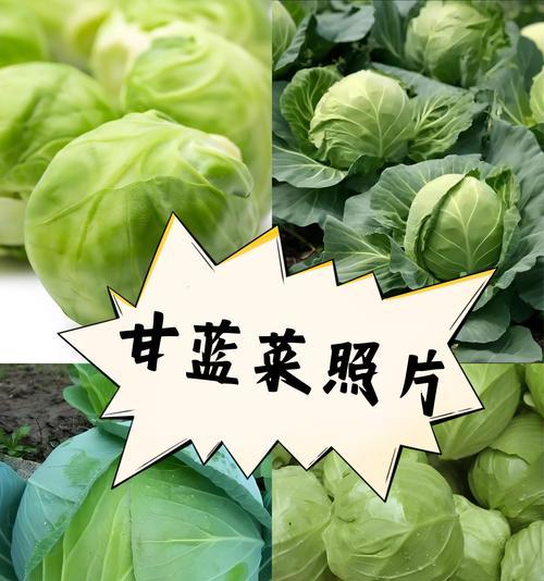 种植圆白菜的最佳时间（掌握最佳时间，收获丰盈菜园）