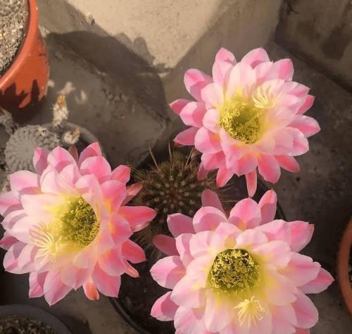 仙人球开花的奇妙之旅（探秘仙人球的绚烂花海）