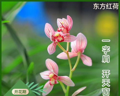 揭秘东方红荷开花的奥秘（什么时候最美丽？）