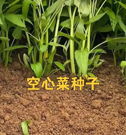 空心菜种植攻略——最佳种植时间（掌握最佳时机，让空心菜生长更加健壮）