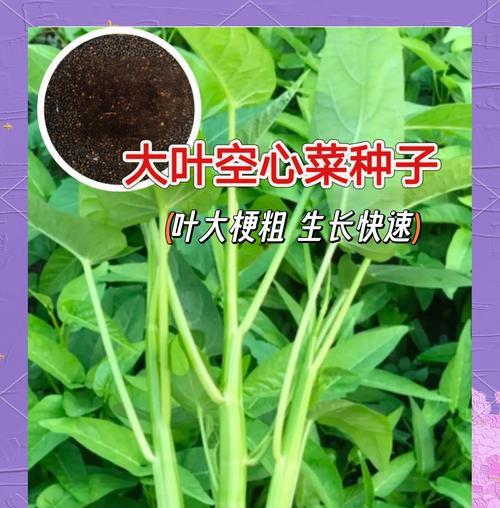 空心菜种植攻略——最佳种植时间（掌握最佳时机，让空心菜生长更加健壮）