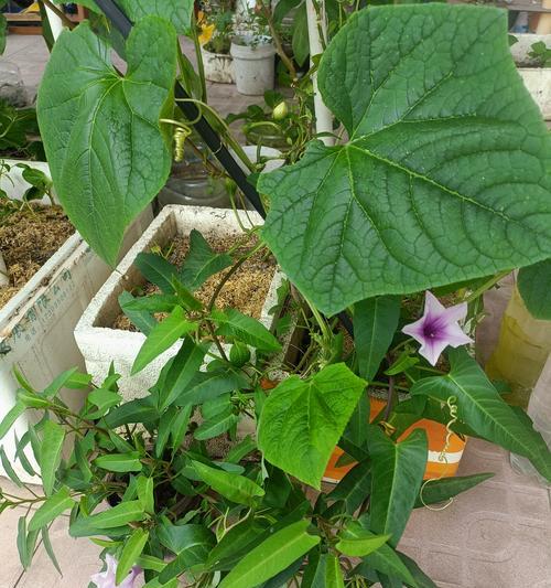 空心菜种植攻略——最佳种植时间（掌握最佳时机，让空心菜生长更加健壮）