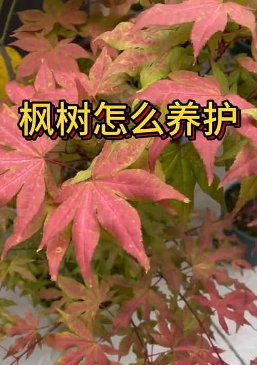 枫树生长习性特点及适宜生长环境剖析