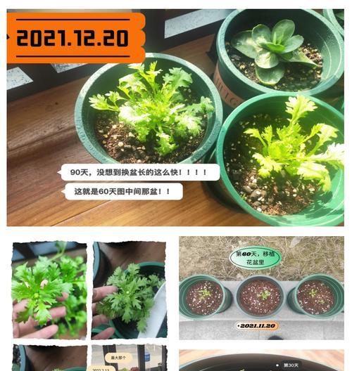 白晶菊的播种时间及方法（让白晶菊迎来美好的生长季节）