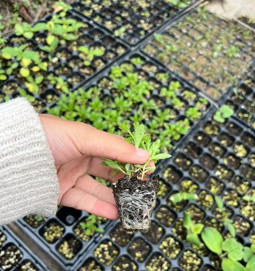 白晶菊的播种时间及方法（让白晶菊迎来美好的生长季节）