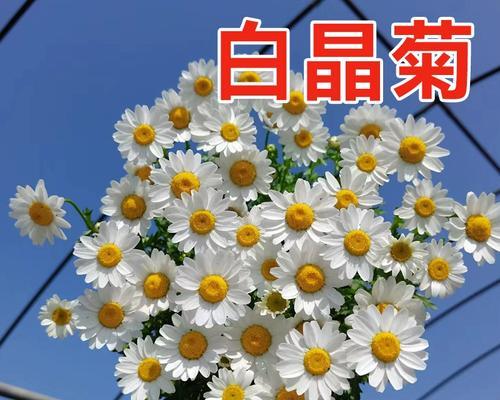 白晶菊的播种时间及方法（让白晶菊迎来美好的生长季节）