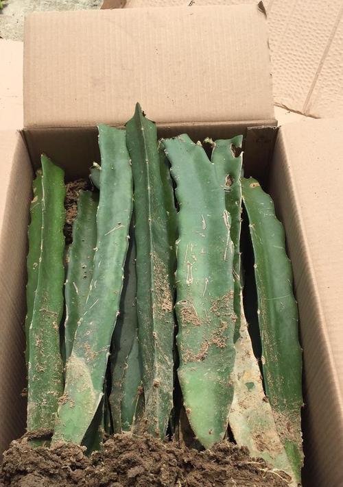 淘米水能否成为火龙果的良好肥料？（探究淘米水对火龙果的影响与应用方法）