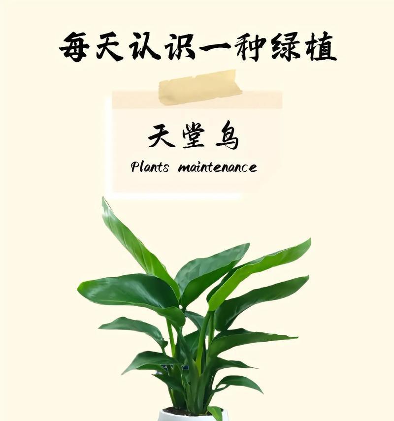 天堂鸟修剪方法（打造美丽庭院的秘诀）