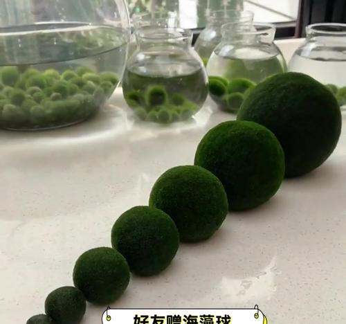 海藻养殖的技巧（打造优质海藻，从这些方面入手）