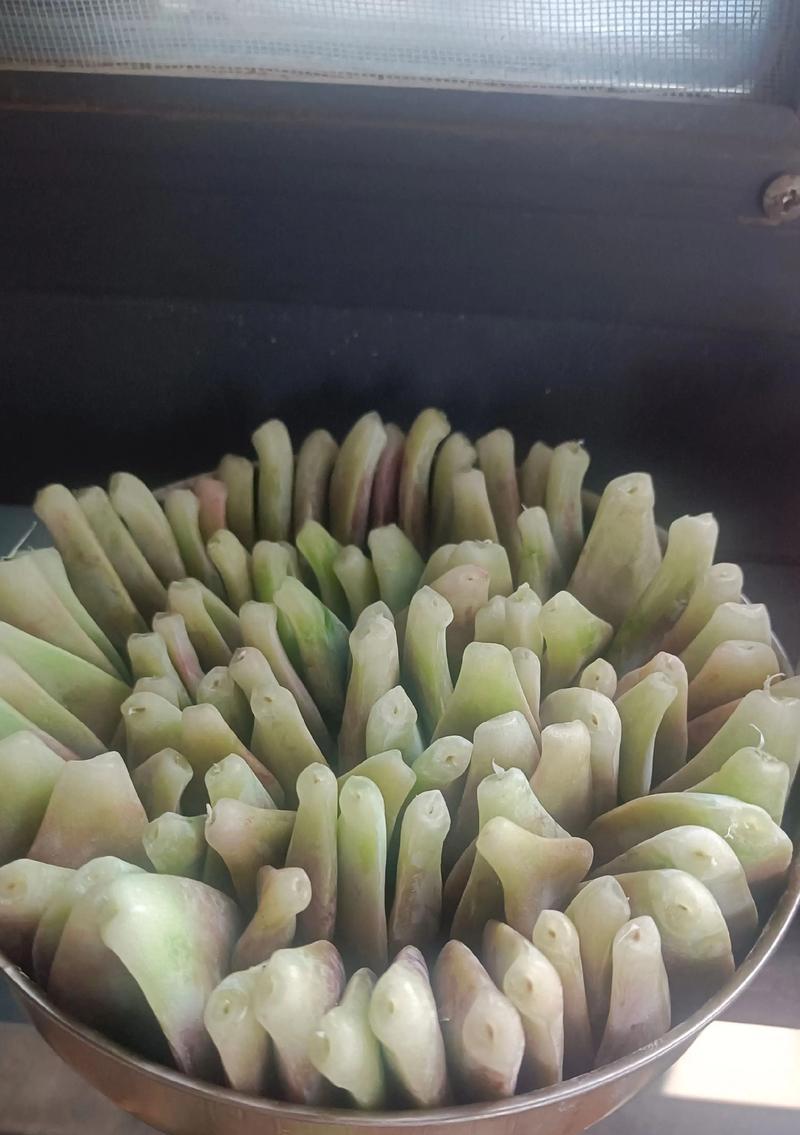 火祭植物如何通过叶插进行繁殖？（插叶方法与注意事项，让您轻松拥有更多的火祭植物）