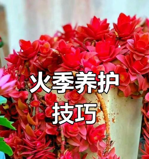 火祭植物如何通过叶插进行繁殖？（插叶方法与注意事项，让您轻松拥有更多的火祭植物）
