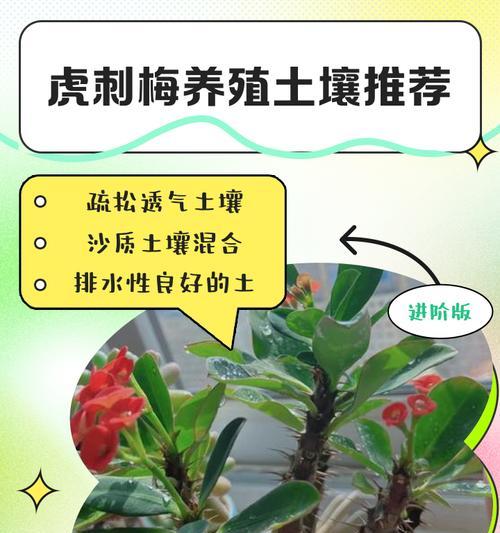 如何成功养殖不死草？（从选地到施肥，让你的不死草健康生长！）