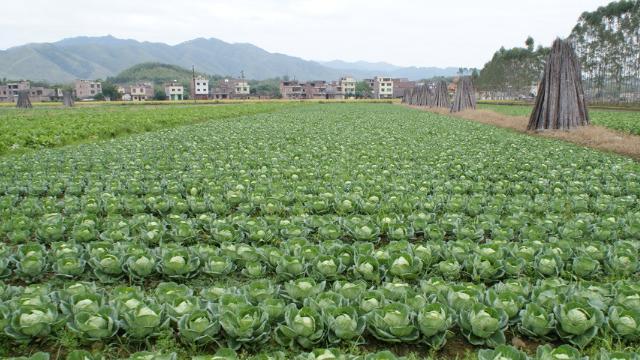 尖包菜种植技巧详解（掌握最佳播种时间，打造高产尖包菜园）