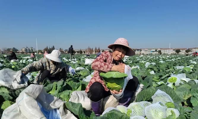 尖包菜种植技巧详解（掌握最佳播种时间，打造高产尖包菜园）