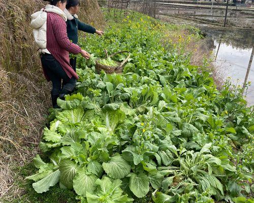 尖包菜种植技巧详解（掌握最佳播种时间，打造高产尖包菜园）