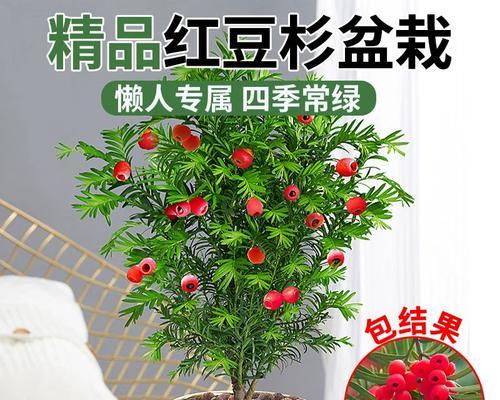 红豆杉放阳台适合吗？（打造自然绿色生活空间，让生活更健康）