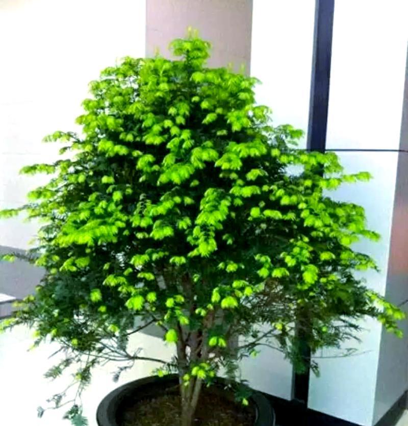红豆杉放阳台适合吗？（打造自然绿色生活空间，让生活更健康）
