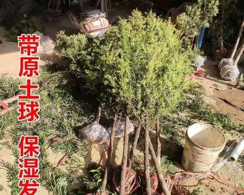 红豆杉放阳台适合吗？（打造自然绿色生活空间，让生活更健康）