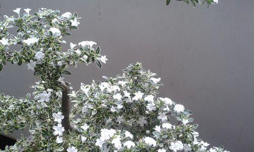 六月雪扦插的生根时间和方法（从根的选择到水土管理，学习六月雪扦插的专业技巧）