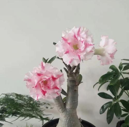 沙漠玫瑰的浇水方法（浇透还是浇少？多少水合适？）