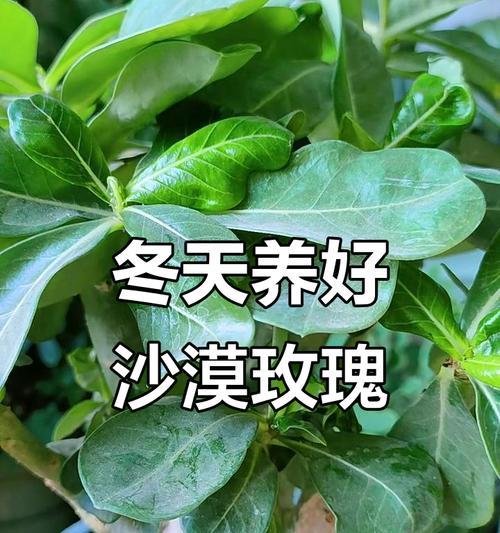 沙漠玫瑰的浇水方法（浇透还是浇少？多少水合适？）