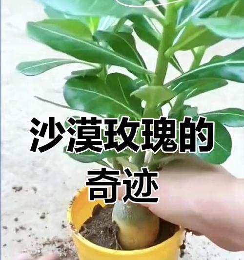 沙漠玫瑰的浇水方法（浇透还是浇少？多少水合适？）