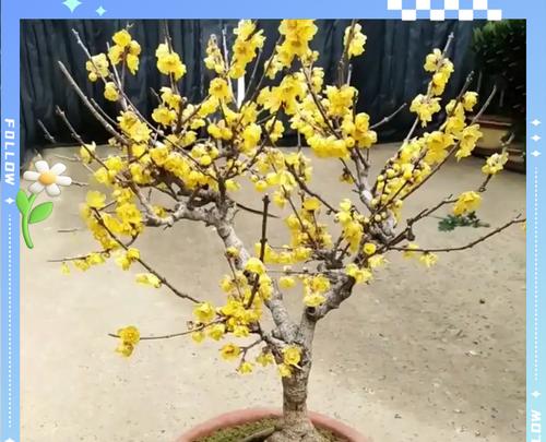 盆栽腊梅——好养又美丽（盆栽腊梅的养殖方法和注意事项）