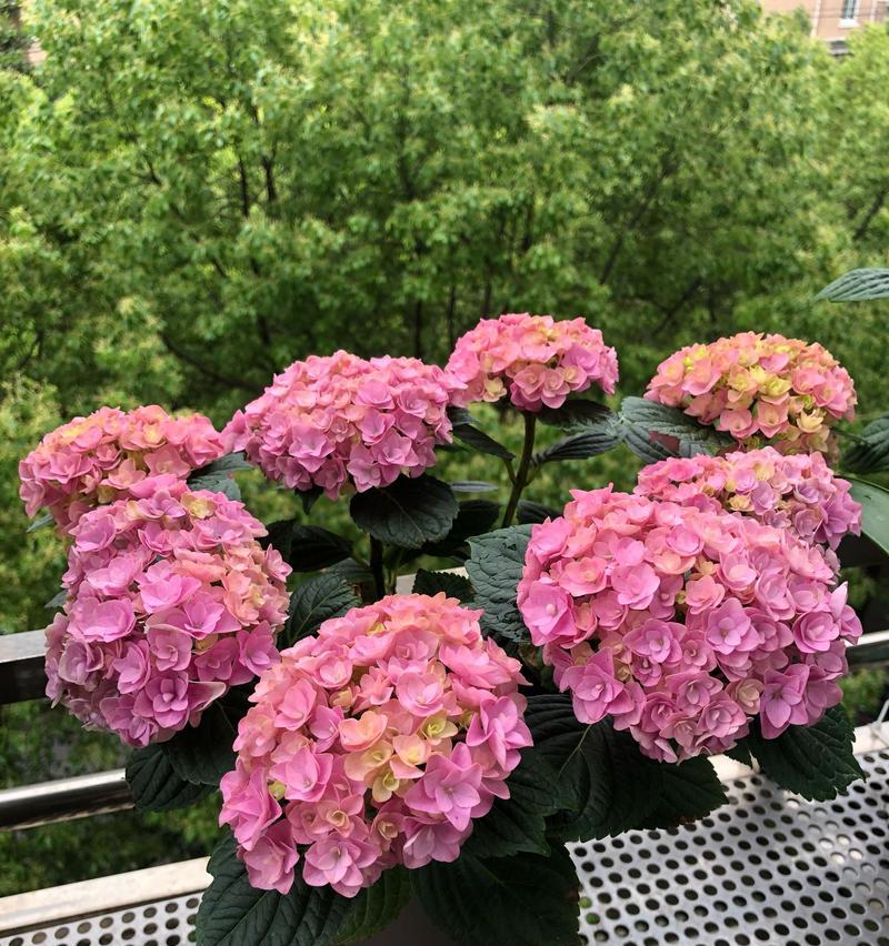 绣球花夏季浇水技巧（掌握适宜的浇水频率，让绣球花盛放不败）
