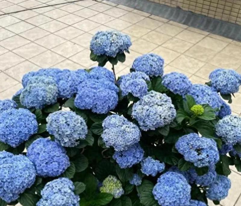绣球花夏季浇水技巧（掌握适宜的浇水频率，让绣球花盛放不败）