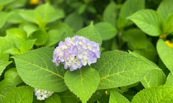 绣球花夏季浇水技巧（掌握适宜的浇水频率，让绣球花盛放不败）