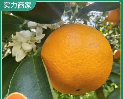 寻找最好吃的脐橙（哪里的脐橙最值得品尝？）